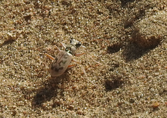 Ellipsoptera lepida