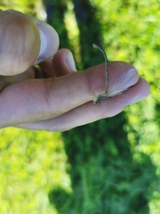 Coenagrion resolutum