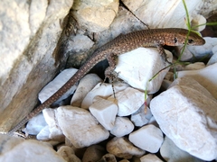 Algyroides nigropunctatus