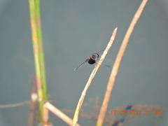 Erythrodiplax latimaculata