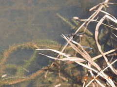 Erythrodiplax latimaculata