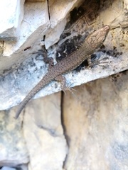 Algyroides nigropunctatus