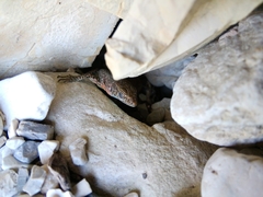 Algyroides nigropunctatus