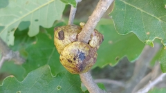 Disholcaspis bassetti