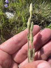 Silene drummondii