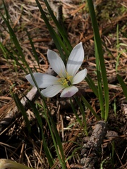 Zephyranthes concolor