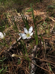 Zephyranthes concolor