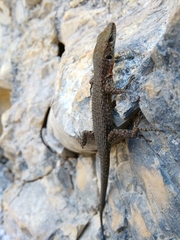 Algyroides nigropunctatus