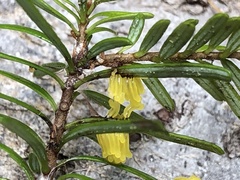 Stemonitis flavogenita