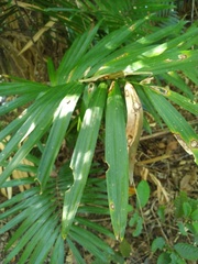 Calamus australis