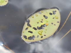 Polypedilum braseniae