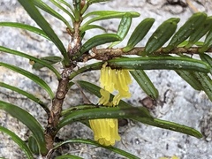 Stemonitis flavogenita