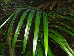 Calamus australis