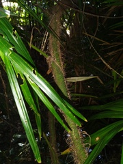 Calamus australis