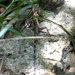 Diploderma polygonatum ishigakiense - Photo (c) Carmelo López Abad, some rights reserved (CC BY-NC), uploaded by Carmelo López Abad