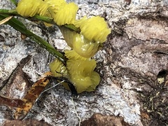 Stemonitis flavogenita