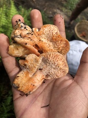 Hypomyces lateritius