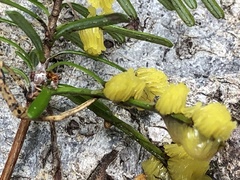 Stemonitis flavogenita