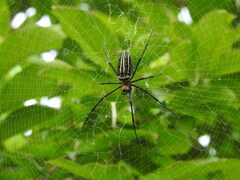 Nephila pilipes