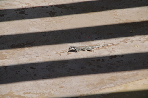 Aspidoscelis maximus
