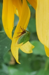 Stictocephala bisonia