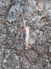 Xeris indecisus