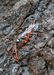 Xeris indecisus