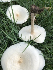 Melanoleuca verrucipes
