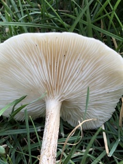 Melanoleuca verrucipes