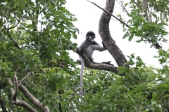 Trachypithecus crepusculus