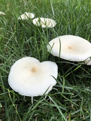 Melanoleuca verrucipes