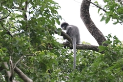 Trachypithecus crepusculus