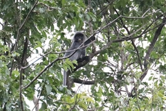 Trachypithecus crepusculus