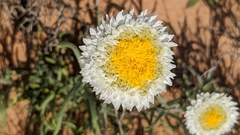 Polycalymma stuartii