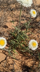 Polycalymma stuartii