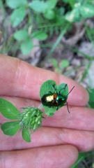 Chrysochus auratus