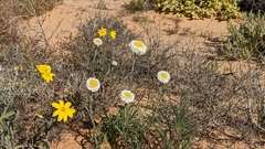 Polycalymma stuartii