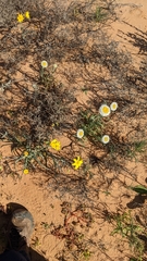 Polycalymma stuartii