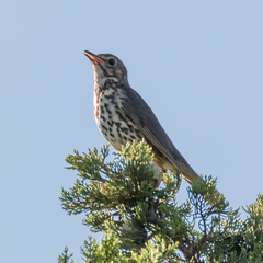 Turdus philomelos
