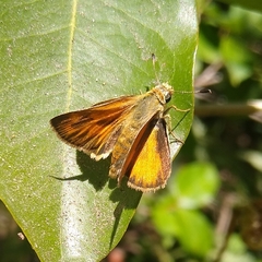 Ochlodes sylvanoides sylvanoides