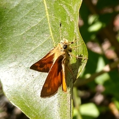 Ochlodes sylvanoides sylvanoides