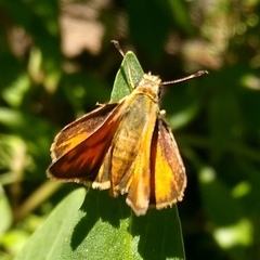 Ochlodes sylvanoides sylvanoides