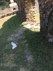 Morpho polyphemus polyphemus