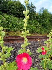 Alcea rosea