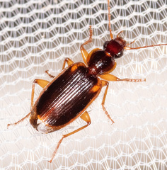 Cymindis limbata