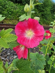 Alcea rosea