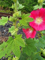 Alcea rosea