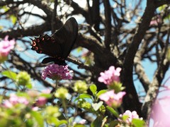 Mimoides thymbraeus aconophos