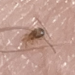 Ornithonyssus sylviarum