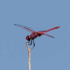 Trithemis annulata